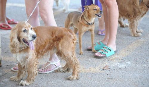 Cachorros